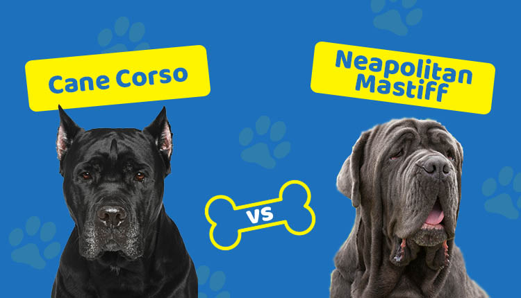 Cane Corso vs Neapolitan Mastiff