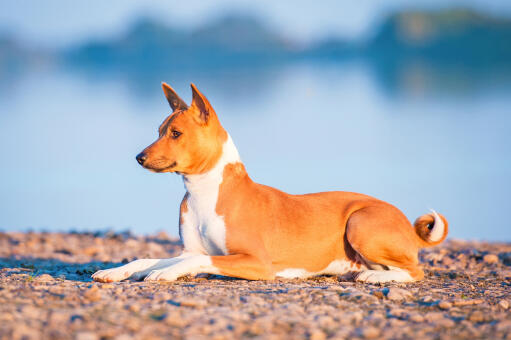 Common Health Issues and Caring for Basenji Dog