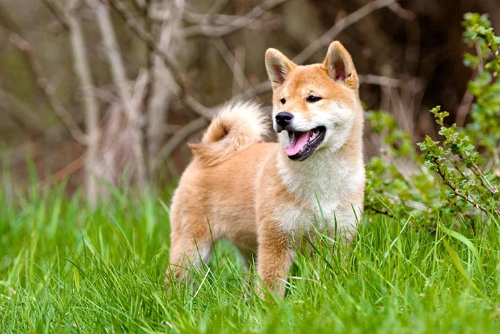 Unraveling the Charms of Shiba Inus: What to Know About This Enigmatic Breed