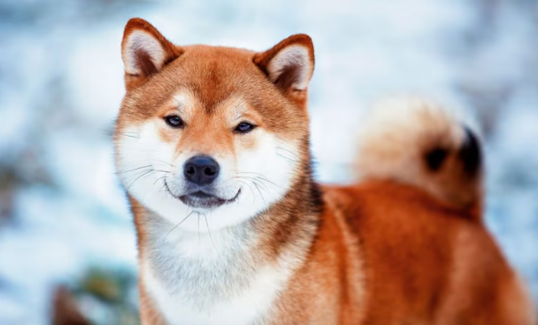 Do Shiba Inus bark a lot compared to other breeds?