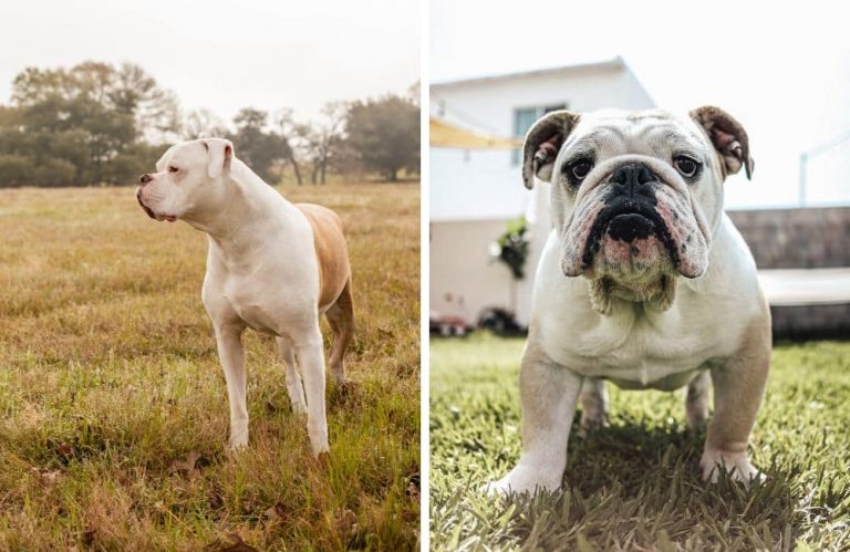 Temperament difference between English and American bulldogs