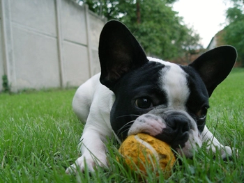 Exercise needs of a lower energy French bulldog