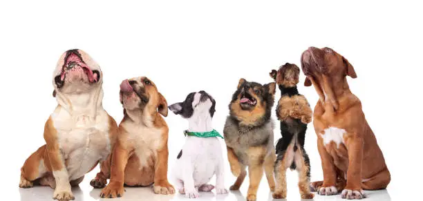 Life expectancy of different bulldog breed types compared