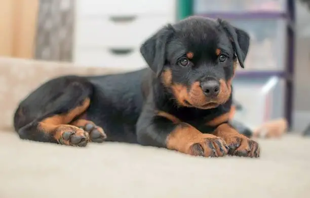 Easiest ways to clean Rottweiler shedding from furniture