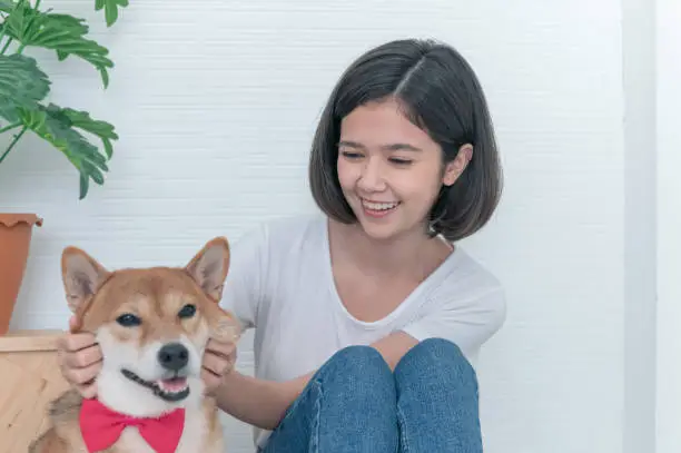 Shiba Inu Puppy Housetraining Guide