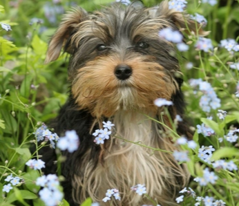 Step by step guide to grooming a Yorkshire terrier coat