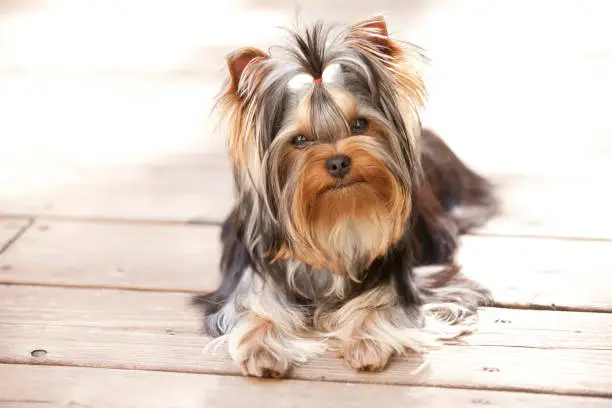 How much exercise does a Yorkshire terrier need daily