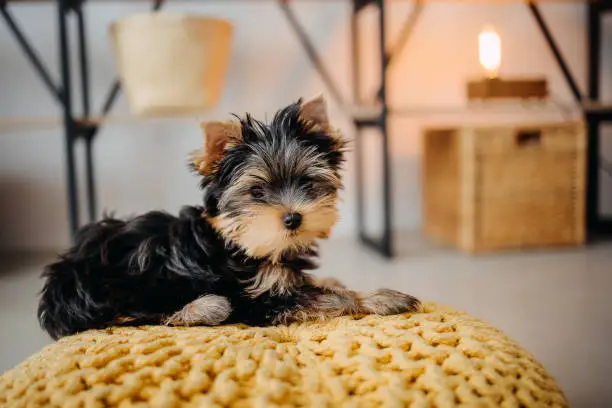 Explore our guide to finding responsible Yorkshire Terrier breeders in Florida. Ensure a happy and healthy addition to your family with Doglinked's expert insights.