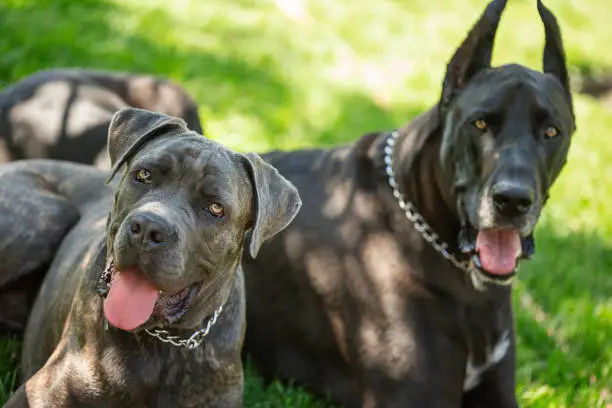 Exercise requirements for an active cane corso dog