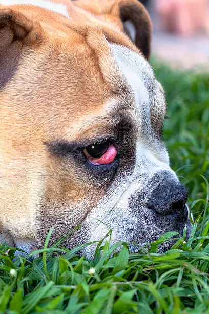 Signs of cherry eye in bulldog breeds and treatment options