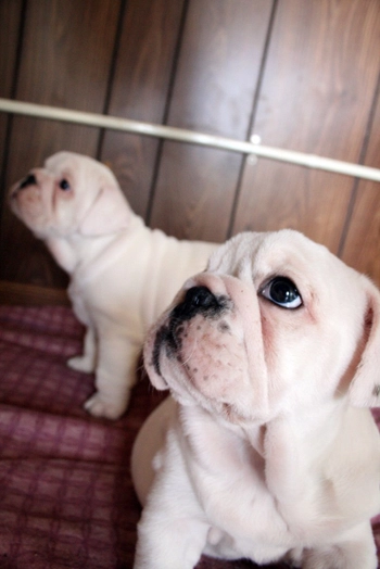 Step by step guide to grooming the folds of an English bulldog