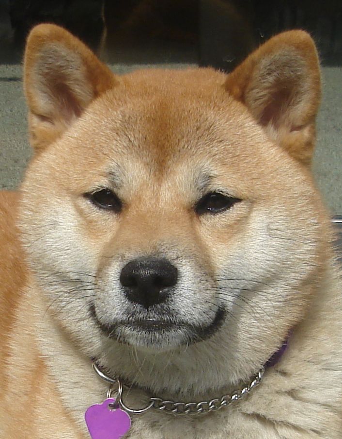 List of Shiba inu rescue organizations by state