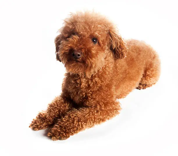 How often to professionally groom a miniature poodle