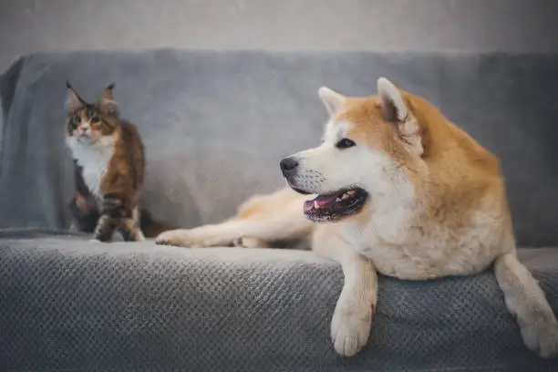 Shiba Inus and Cats: Harmony at Home