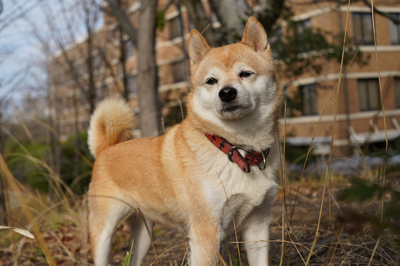 Best Crate Size for Adult Shiba Inu