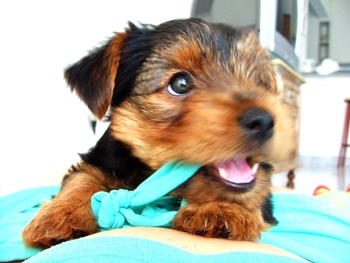 Temperament and personality of the yorkie dog explained