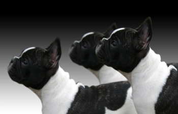 Positive reinforcement training for French bulldog puppies