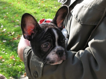 Grooming tips for the short coat of a French bulldog