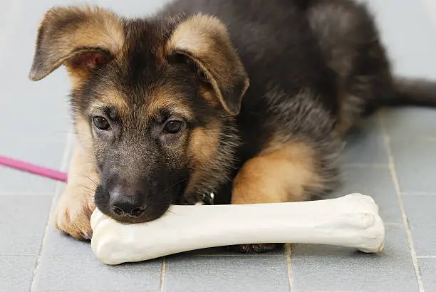 Training tips to stop German shepherd puppy biting