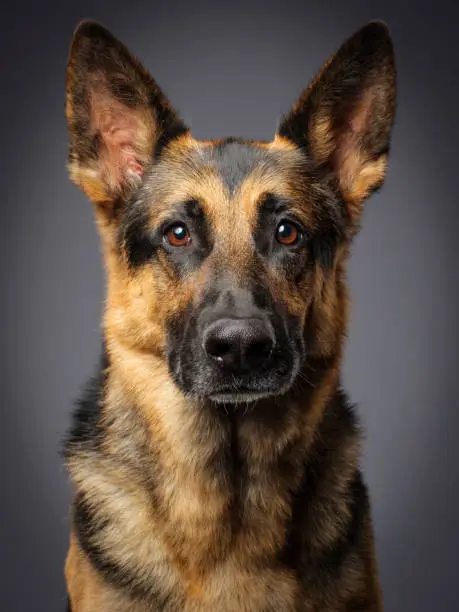 Common health issues to look out for in German shepherds