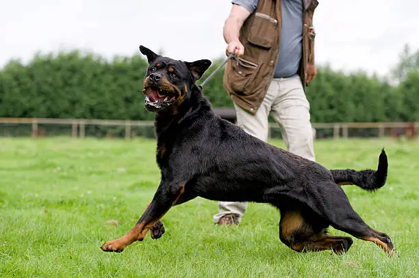 Signs of hip dysplasia in rottweilers and treatment
