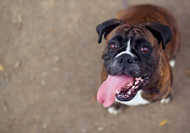 Training tips to stop jumping in Boxer dogs