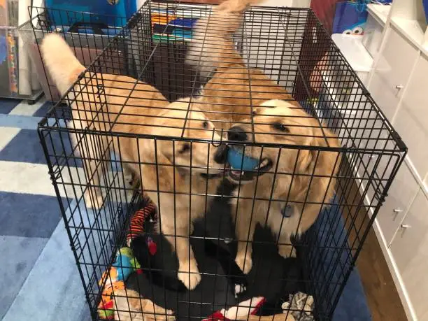 Golden Retriever Puppy Crate Training Benefits