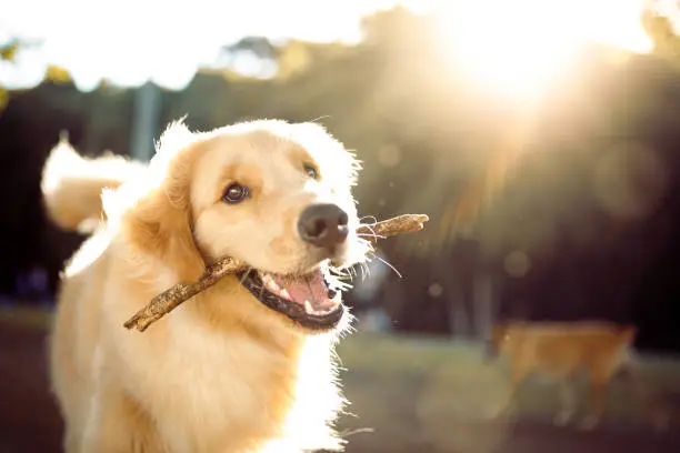 Exercising a high energy golden retriever puppy