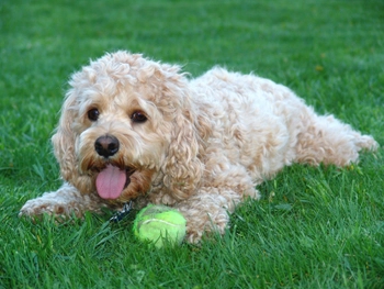 Discover the ideal exercise routine for your active Goldendoodle. Learn how to keep them happy, healthy, and well-exercised with expert insights from Doglinked