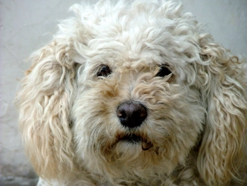 Training tips to stop goldendoodle puppies from nipping
