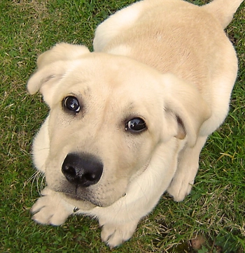 Lab Puppy Fetch Training for Gentle Returns