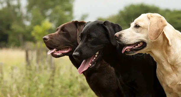 Grooming tips for short coated Labrador retrievers