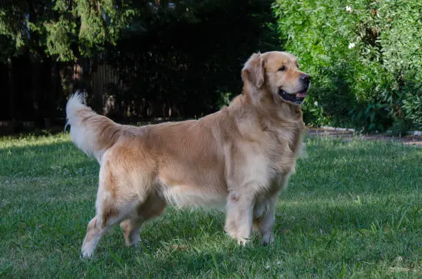 Grooming tips for thick double coated golden retrievers