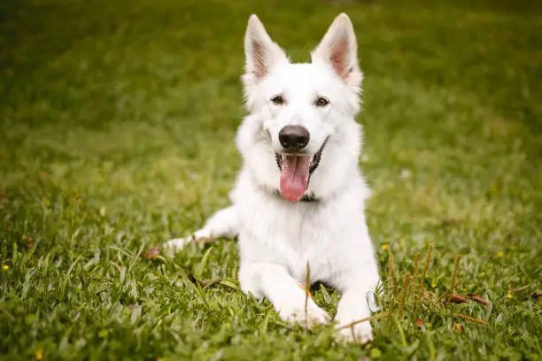 Life expectancy of white vs colored German shepherds