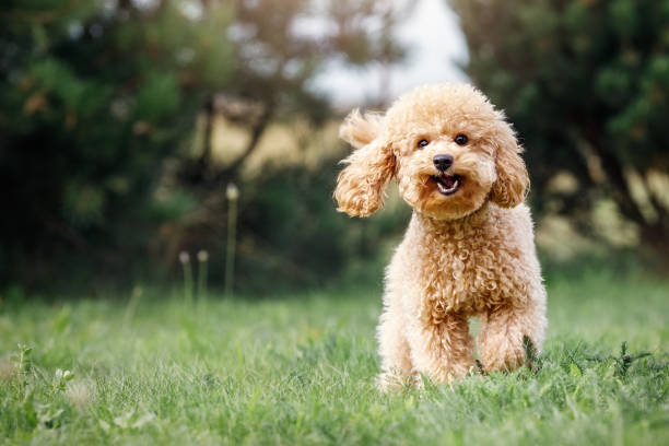 Poodle Advocacy: Promoting Responsible Ownership and Breed Preservation