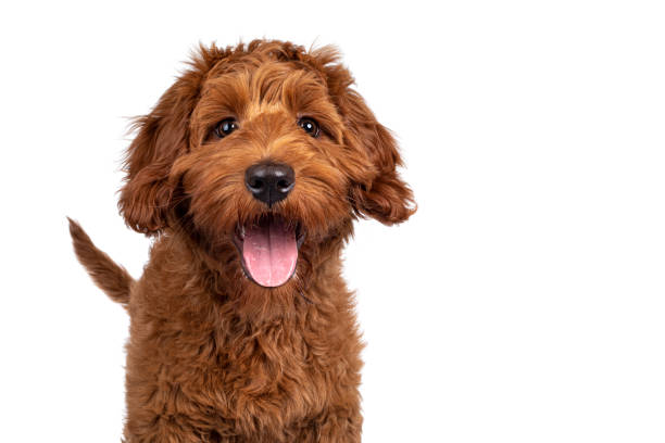 Poodle Puppy Care: From Birth to Adolescence