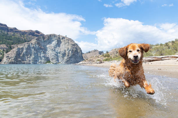 Water Safety Tips for Poodles