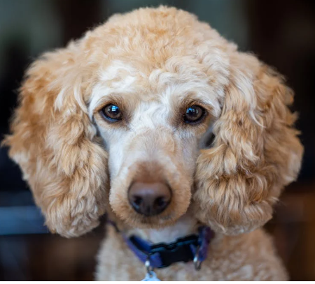 How to Choose a Reputable Poodle Breeder