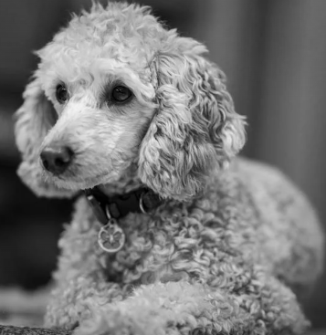 How to Choose the Right Vet for Your Poodle
