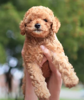 Understanding the Different Color Variations in Poodles
