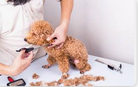 Poodle Grooming Tools and Products: What You Need