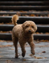 Coping with the Loss of a Poodle: Support and Advice