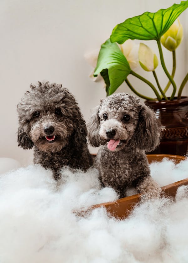 Addressing Common Myths About Poodles