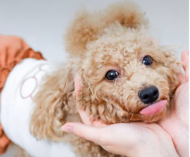 How to Maintain Your Poodle’s Dental Health