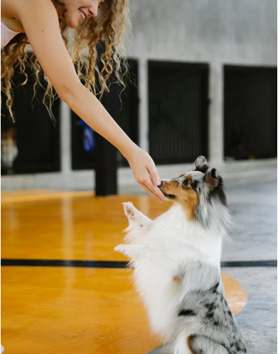 The Best Indoor Exercises for Doodle Dogs