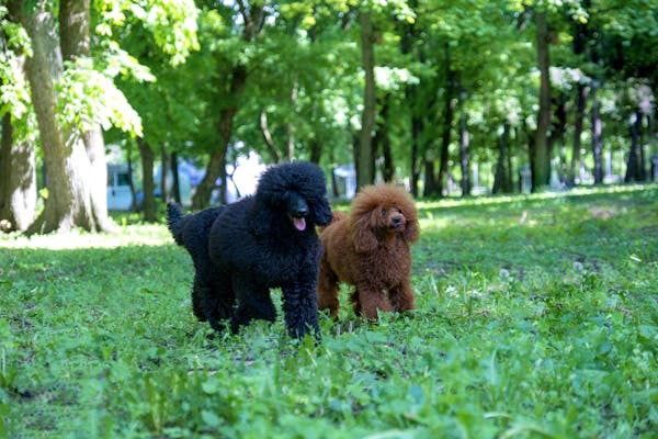 The Impact of Climate Change on Poodle Health and Lifestyle