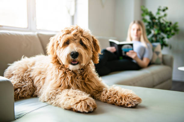 Choosing the Right Doodle Breed for Your Lifestyle