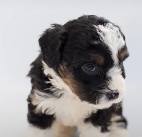 The Ultimate Guide to Doodle Dog Breeds