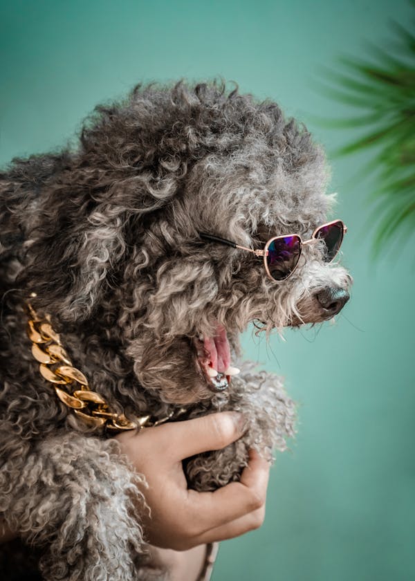 Poodle Fun Facts: Discovering the Quirky Side of These Intelligent Dogs