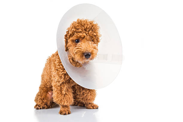 How to Protect Your Poodle from Common Parasites